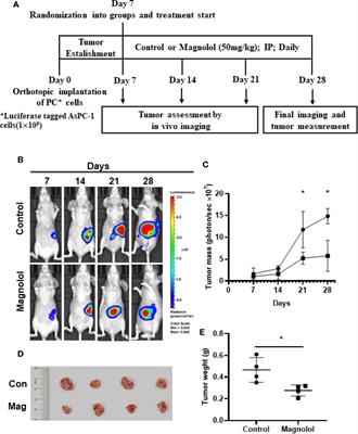 Magnolol Suppresses Pancreatic Cancer Development In Vivo and In Vitro via Negatively Regulating TGF-β/Smad Signaling